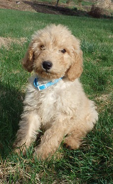 Labradoodle - Shenanigan