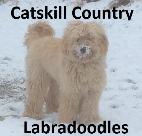 Labradoodle - Shenanigan