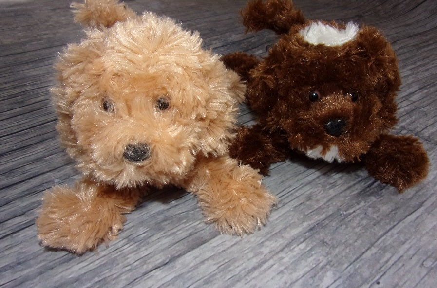 Labradoodle - Jefferson