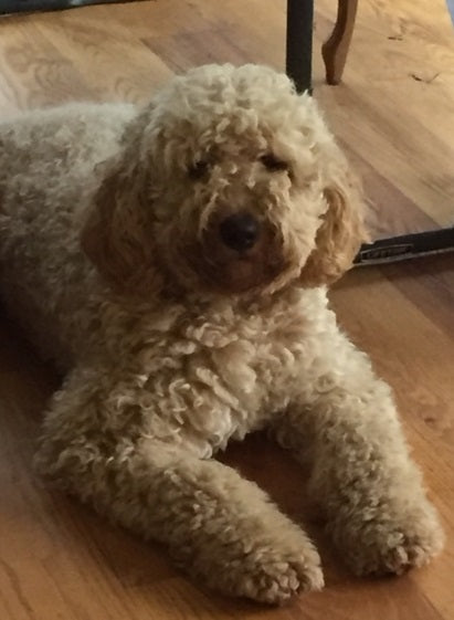 Labradoodle Puppy