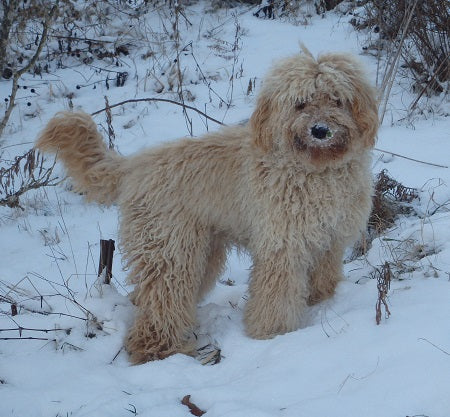 Labradoodle - Shenanigan